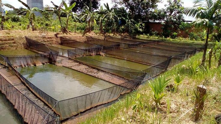 Bassins de pisciculture en filets du projet Terre & Prospérité