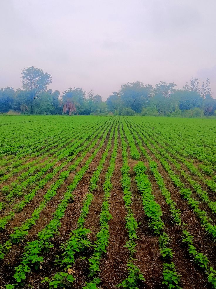 Parcelles agricoles du projet Terre & Prospérité au Bénin