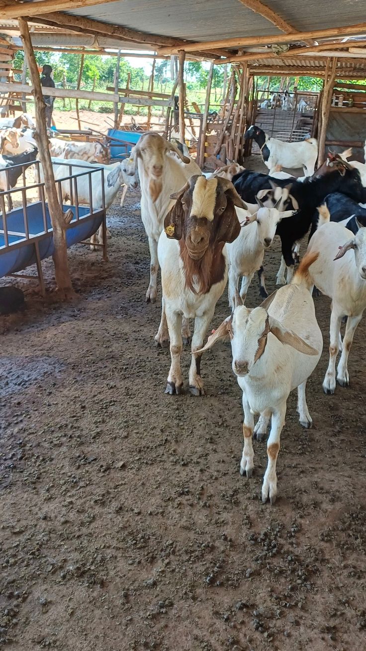 Élevage bovin développé par le pôle Élevage de CARLEB GROUP