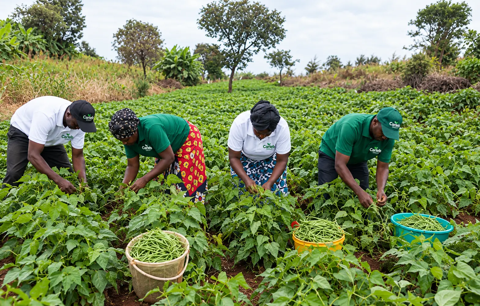 Équipe CARLEB GROUP récoltant des légumes dans un champ